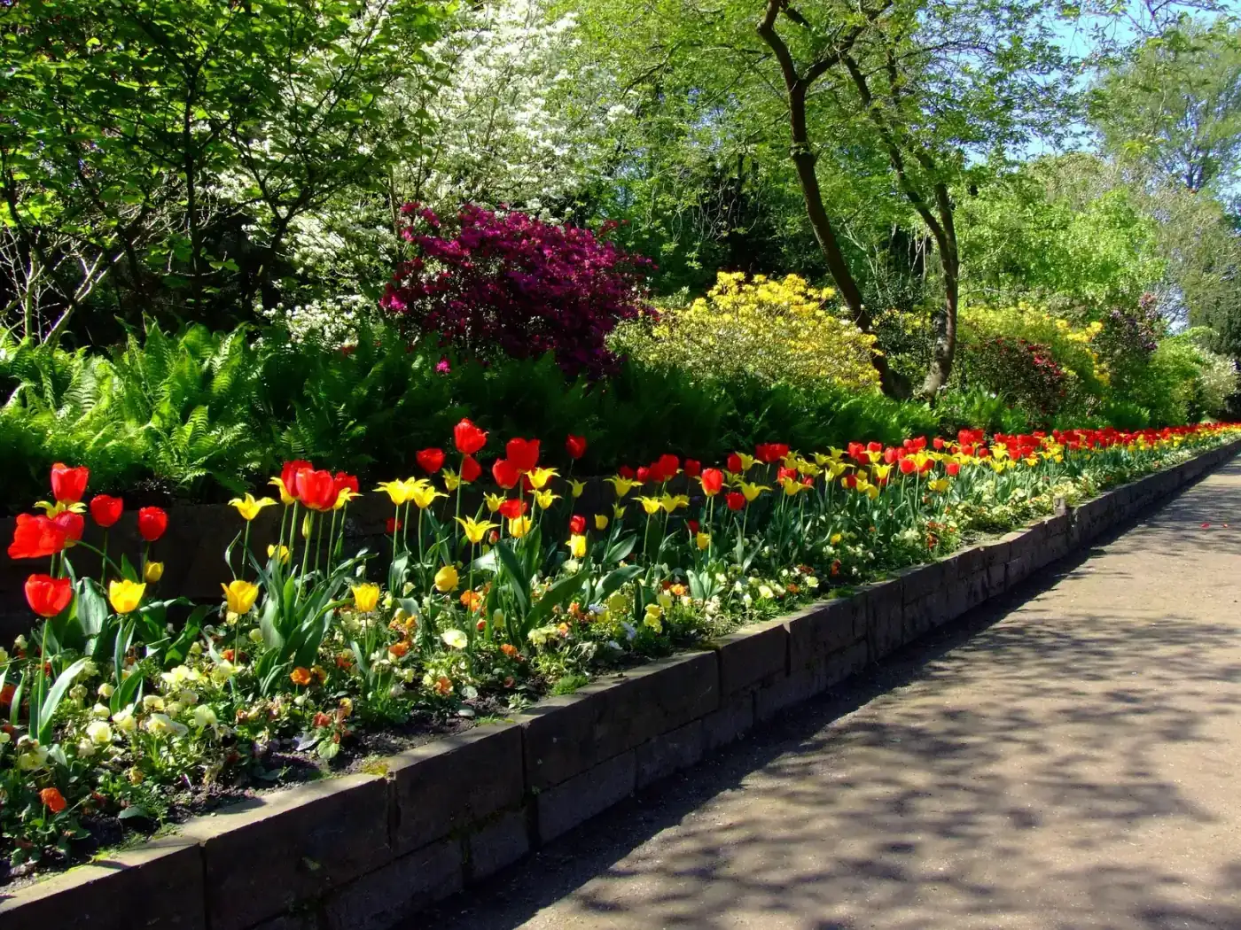 Seasonal tulip plantings maintained by Cypress Landscape